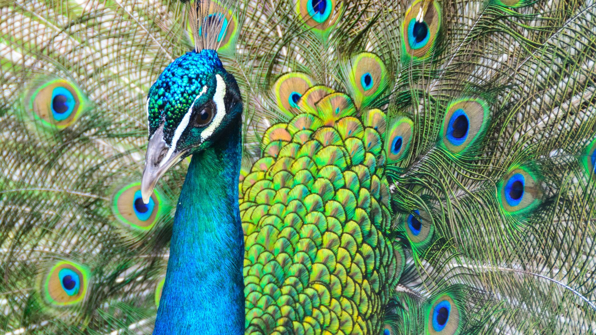 photo of blue and green peacock