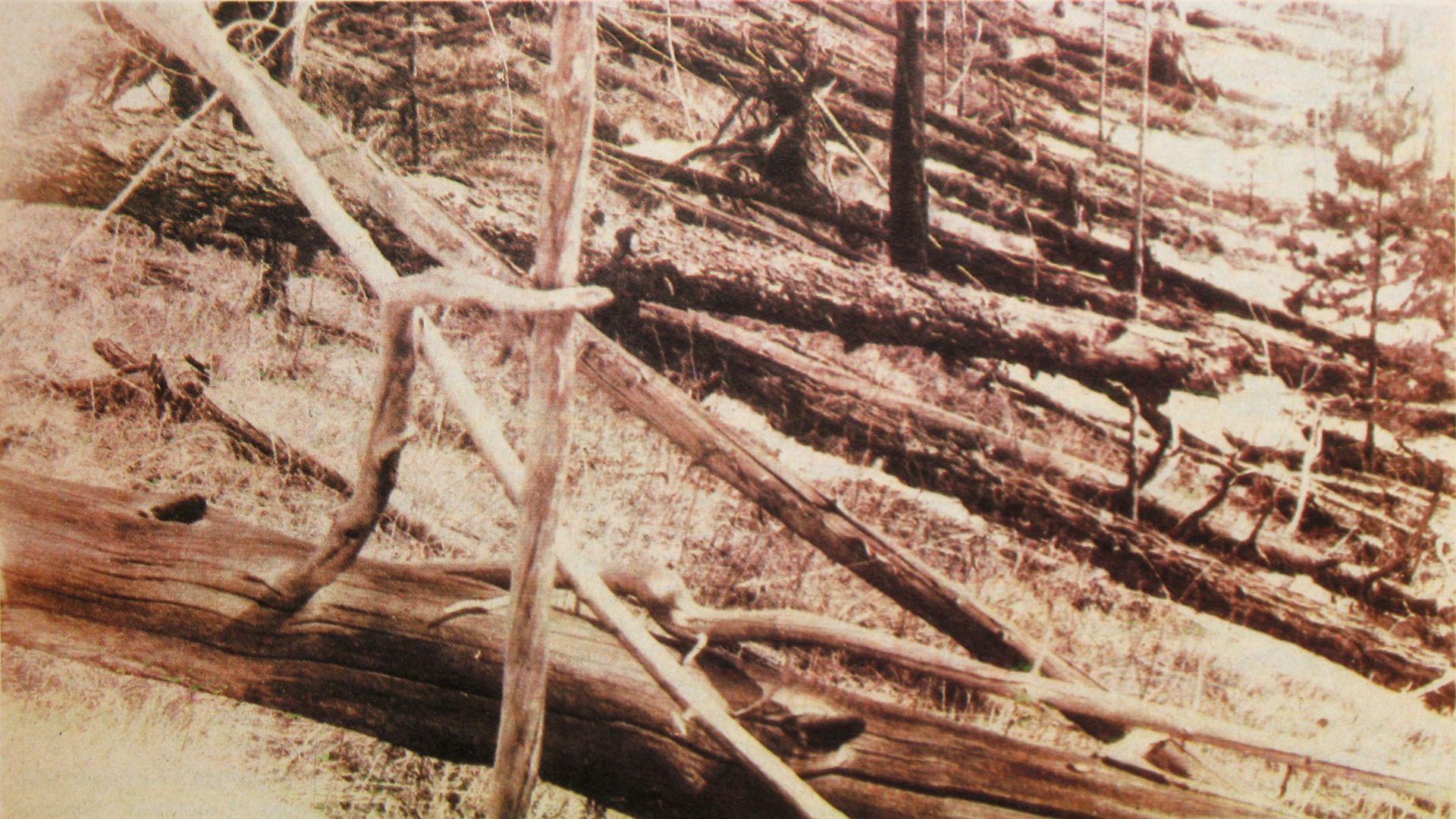 File:Tunguska Ereignis.jpg