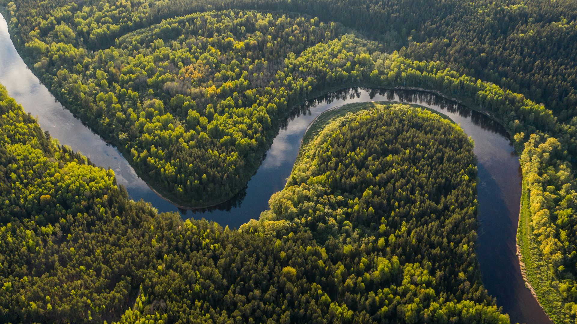 aerial view of green trees and river during daytime
