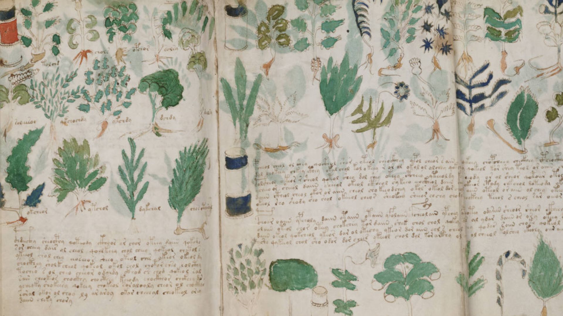 File:Voynich Manuscript (178).jpg