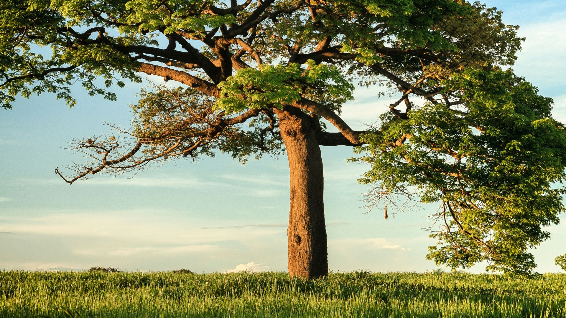 green leaf tree under blue sky