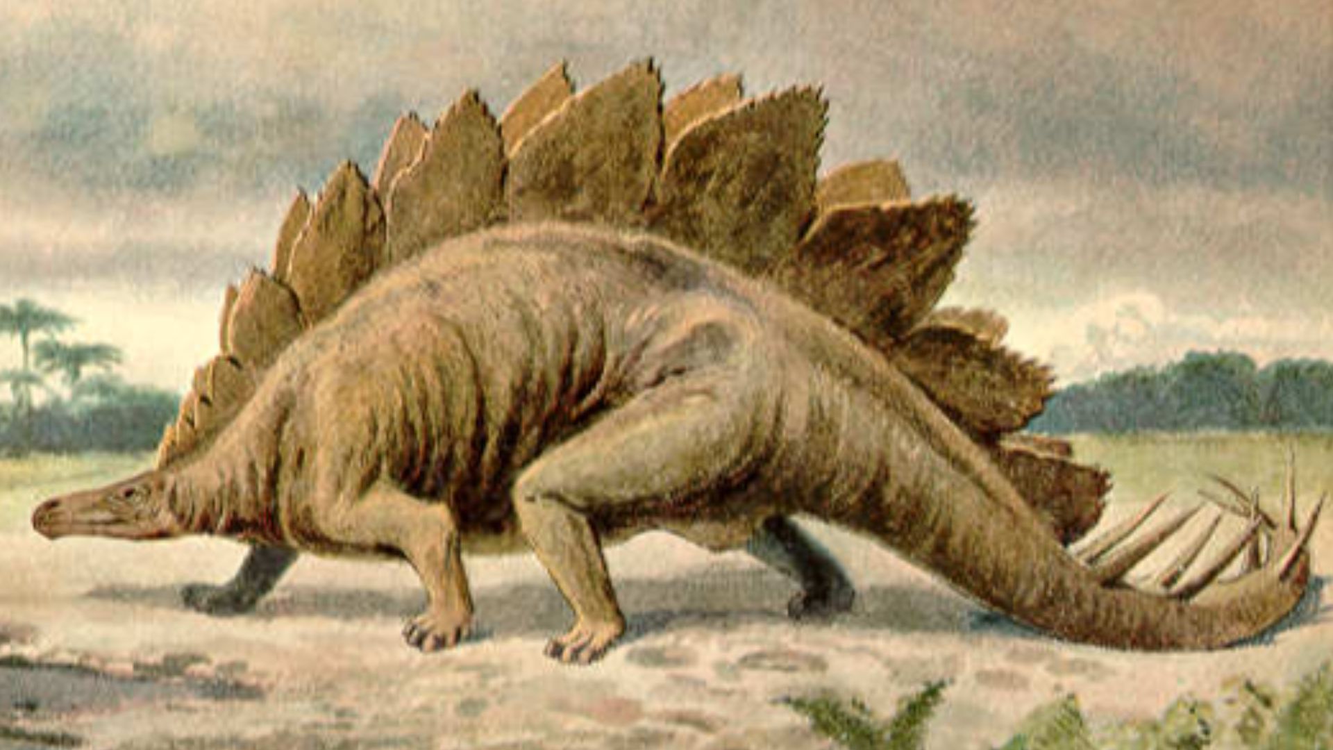 File:Stegosaurus Heinrich Harder.jpg
