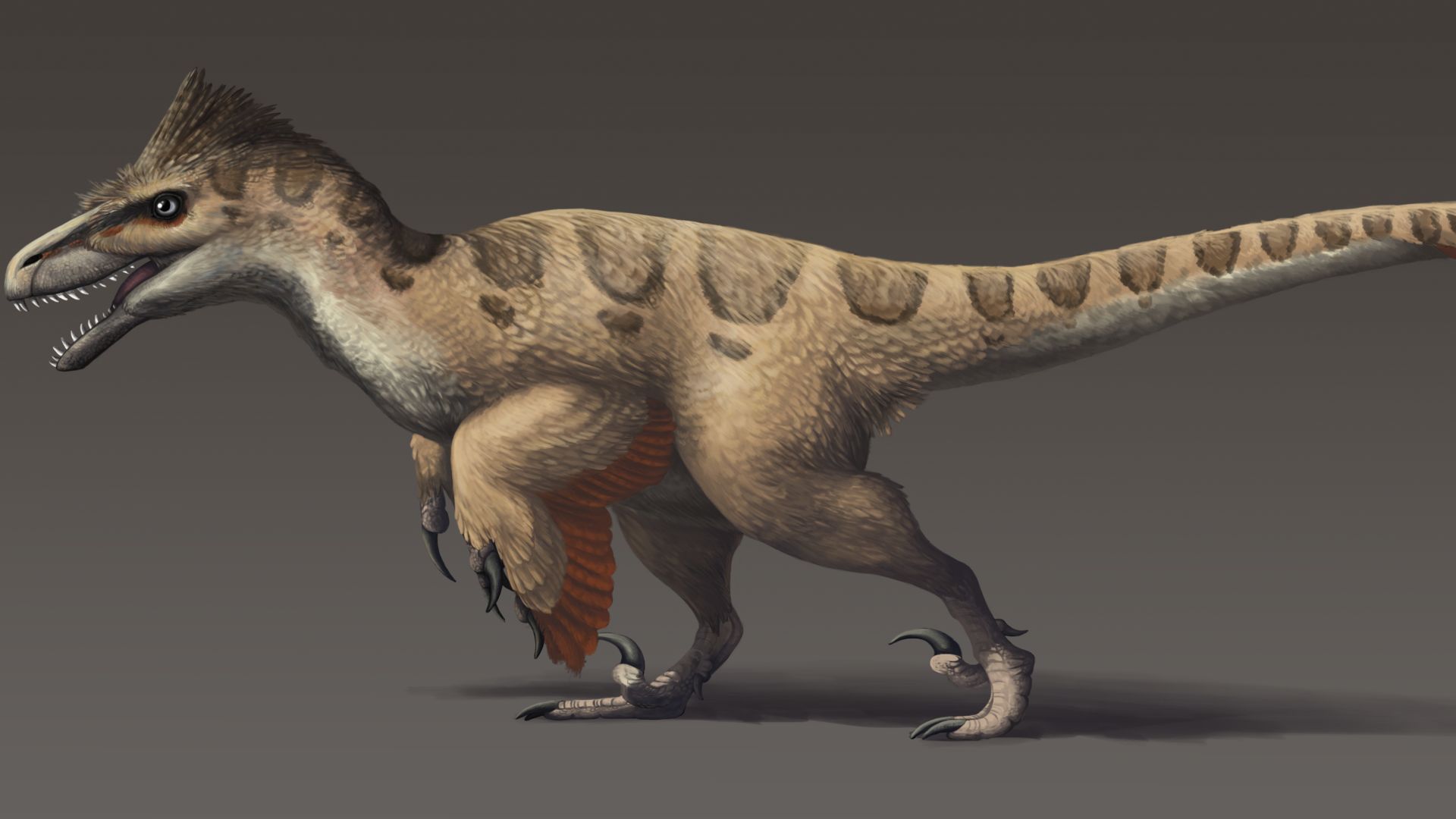 File:Utahraptor updated.png