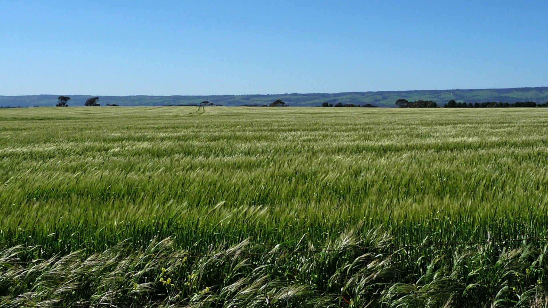 File:CSIRO ScienceImage 11472 Barley crop.jpg