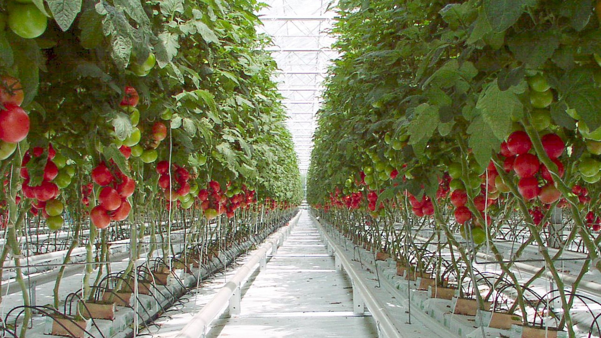 File:Tomato P5260299b.jpg