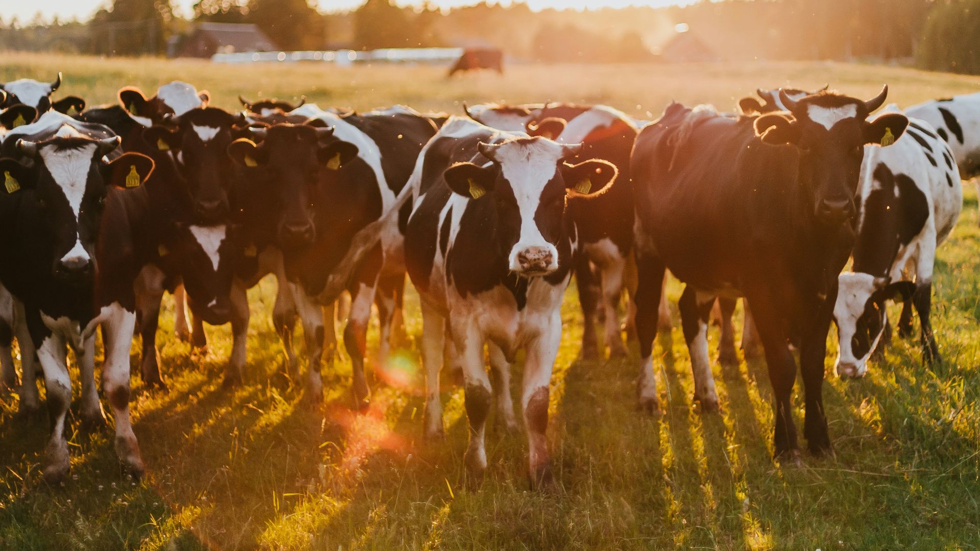 black and white cow on green grass field during daytime