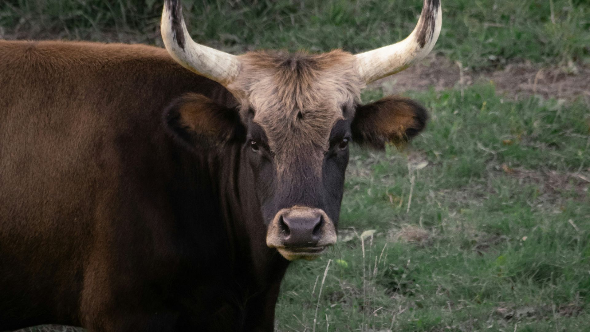 a bull with large horns standing in a field