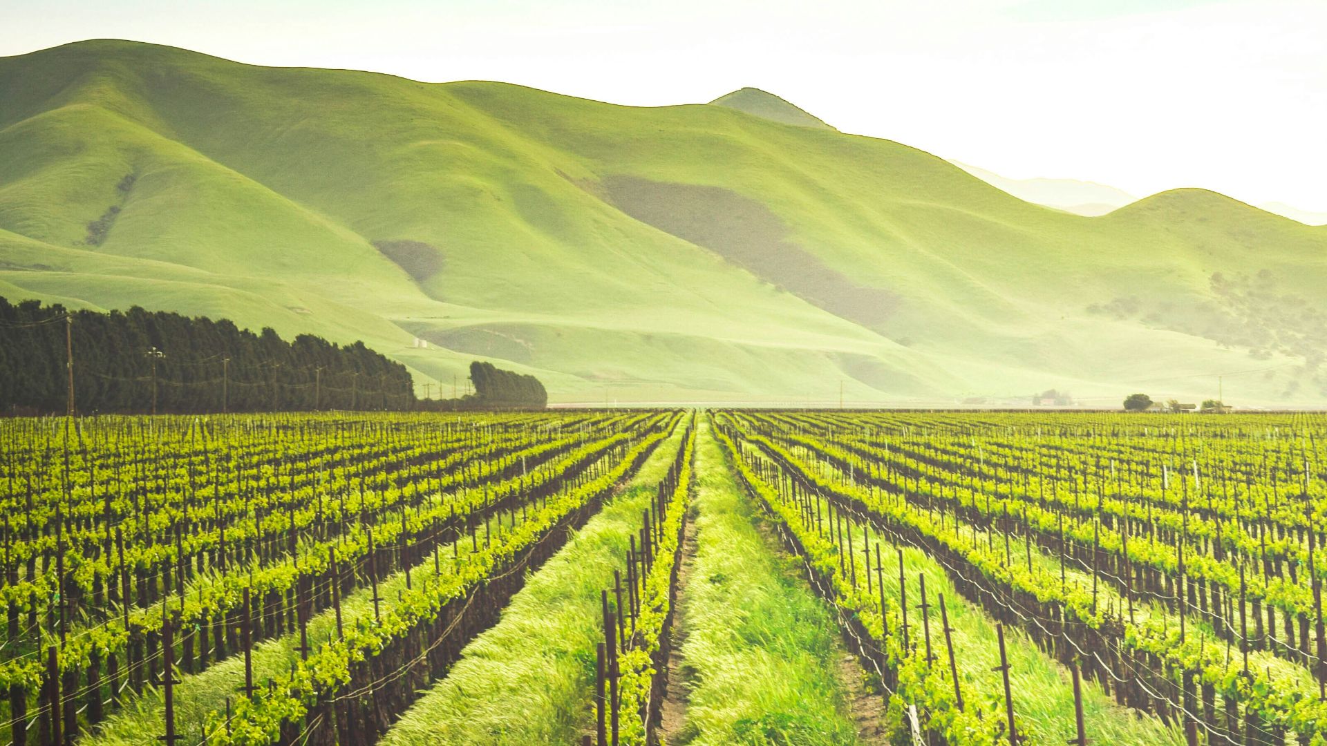 green leafed plants during daytime