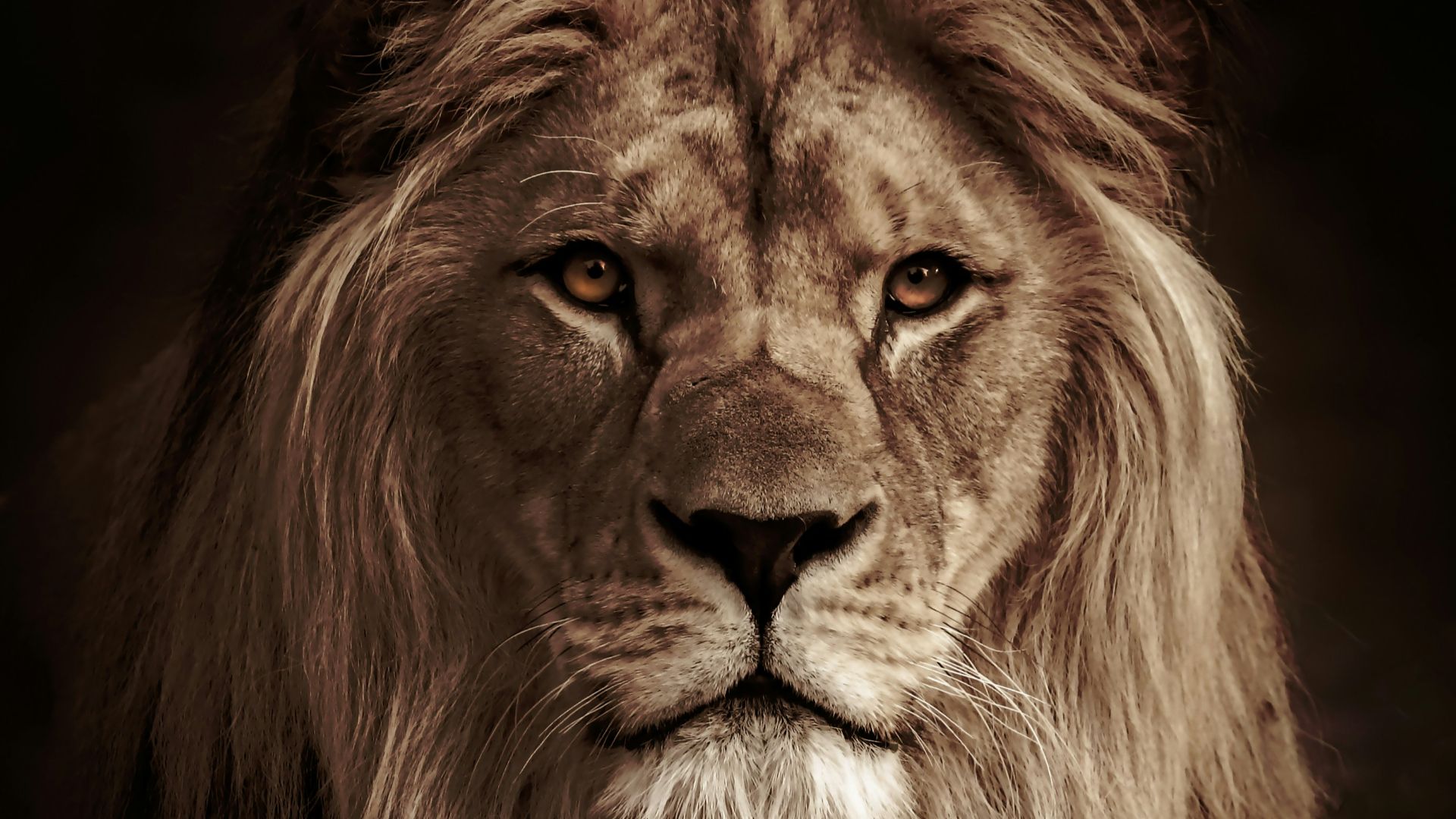 lion in black background in grayscale photography