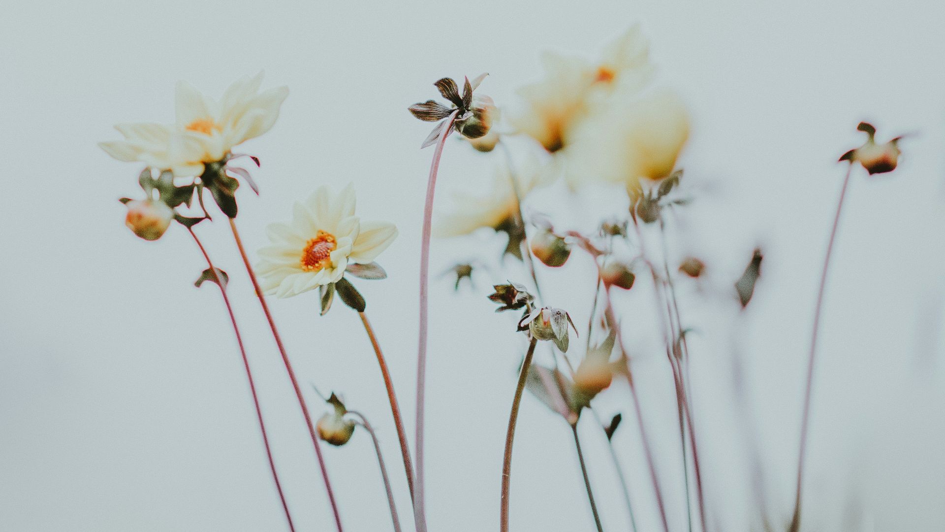 macro photography of white flowers
