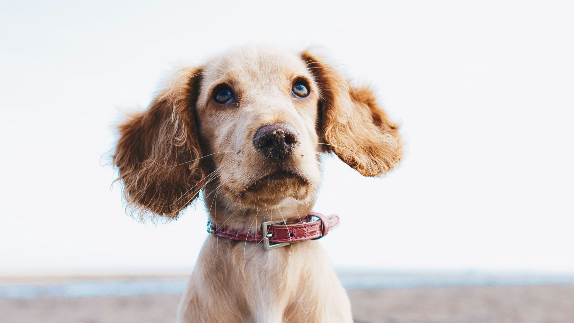 a brown dog sitting on top of a sandy beach