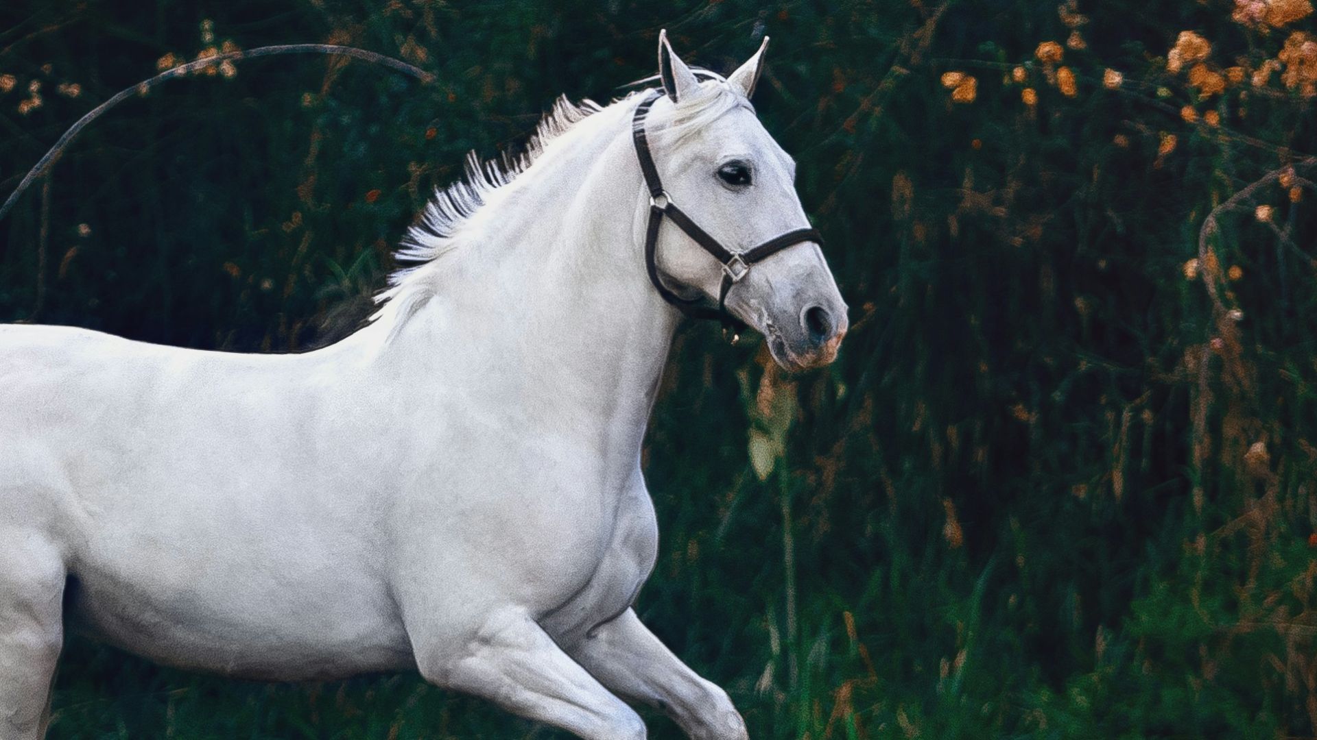 running white horse