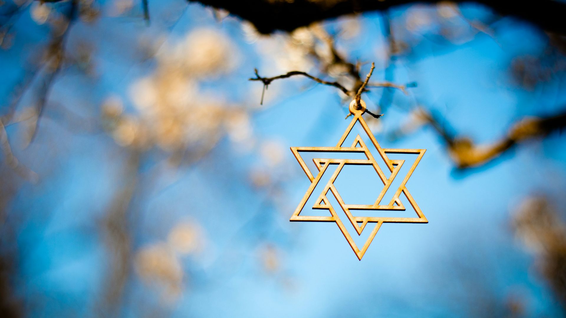 white and brown star on brown tree branch