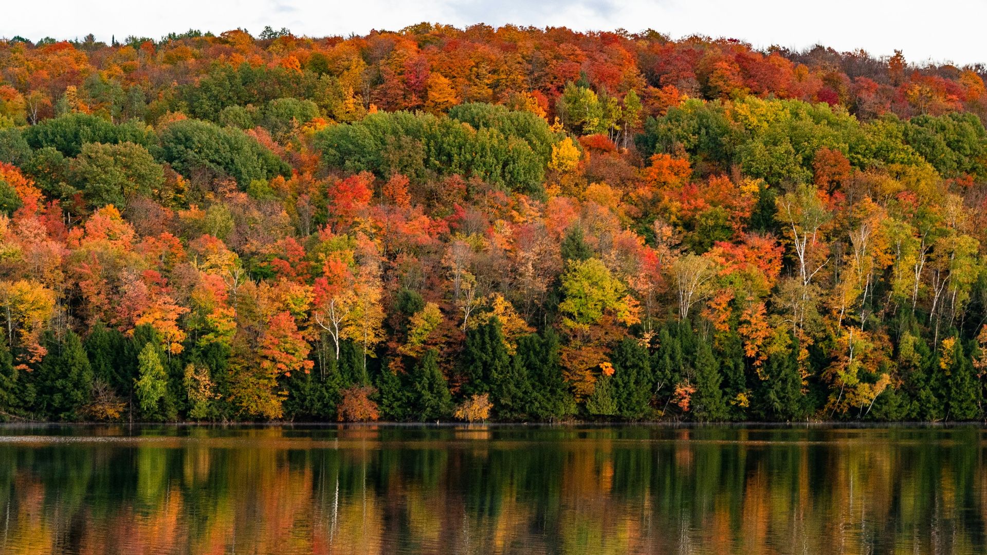 green and brown trees beside body of water during daytime
