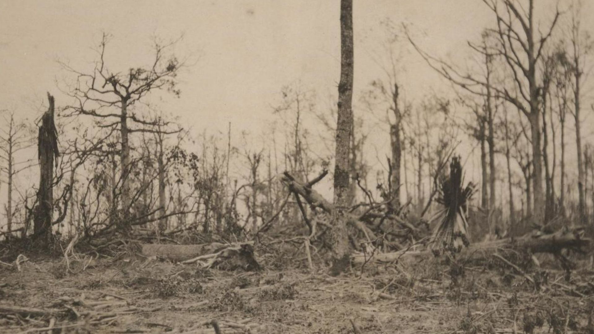File:Shell-torn trees in Belleau Wood following the nearly month-long Battle of Belleau Wood.jpg
