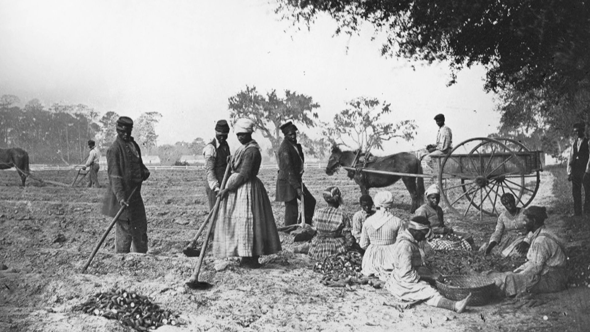 File:James Hopkinsons Plantation Slaves Planting Sweet Potatoes.jpg