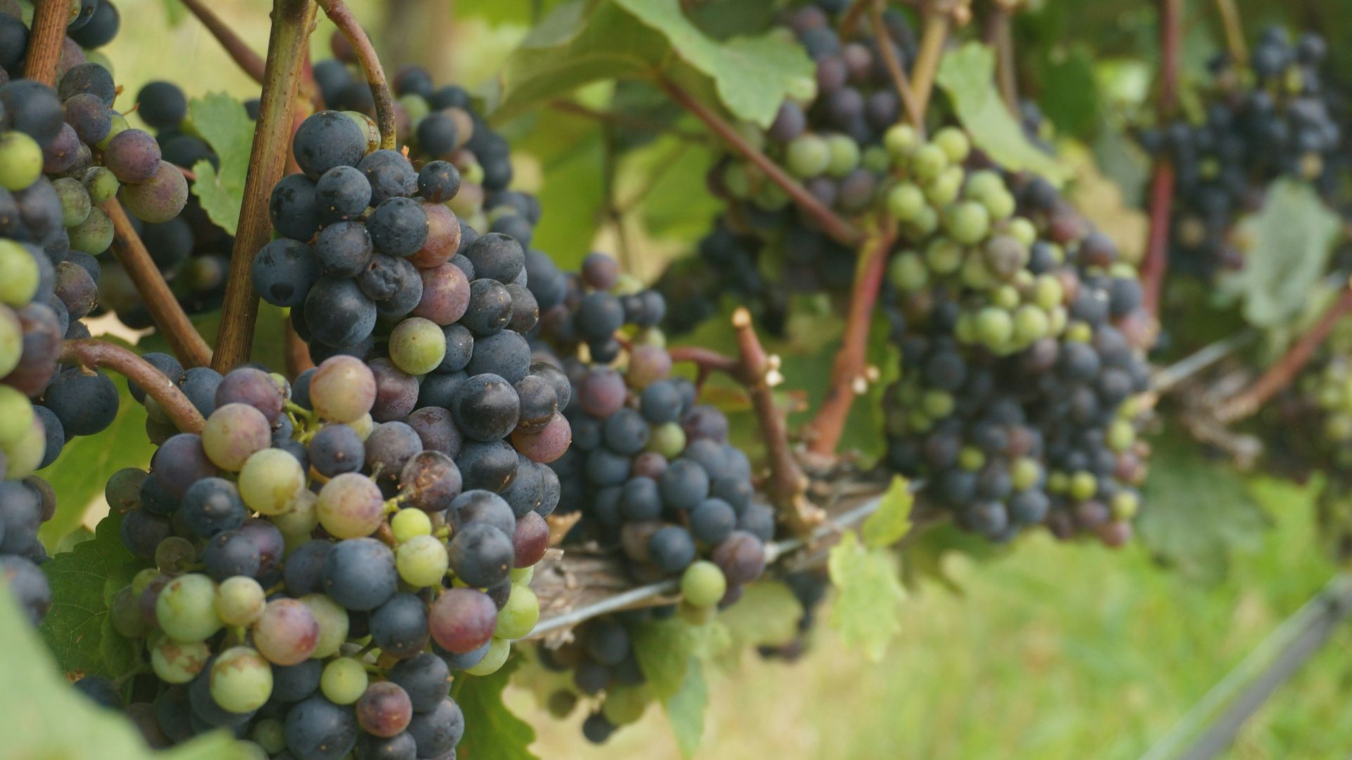 selective focus photography of grapes at daytime