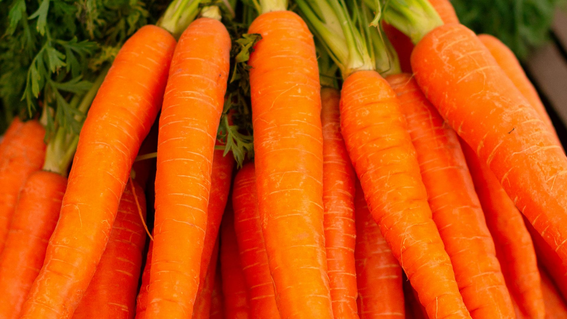 orange carrots on green grass