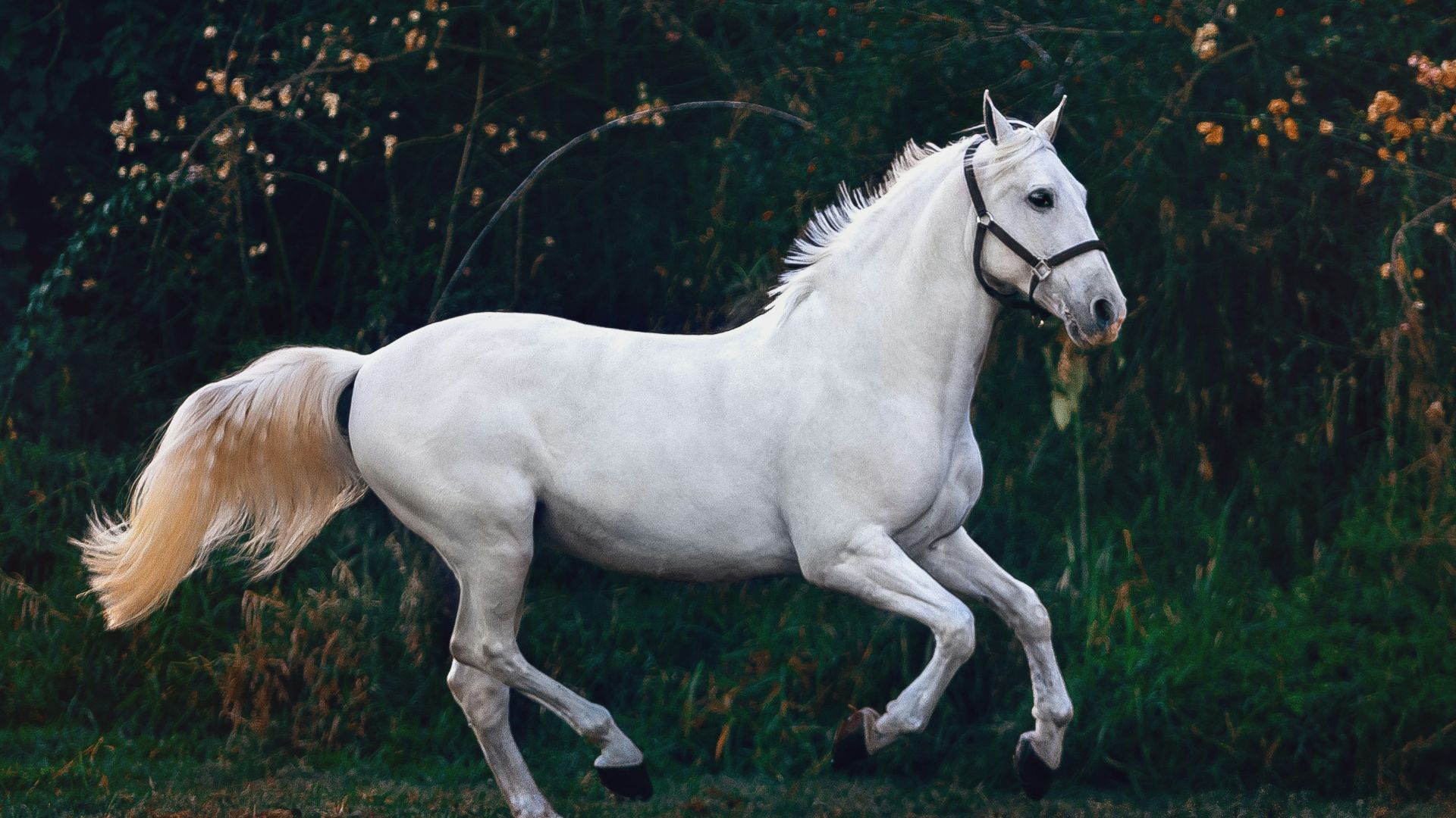 running white horse