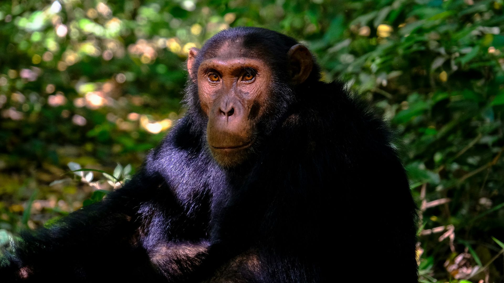 primate sitting on grass