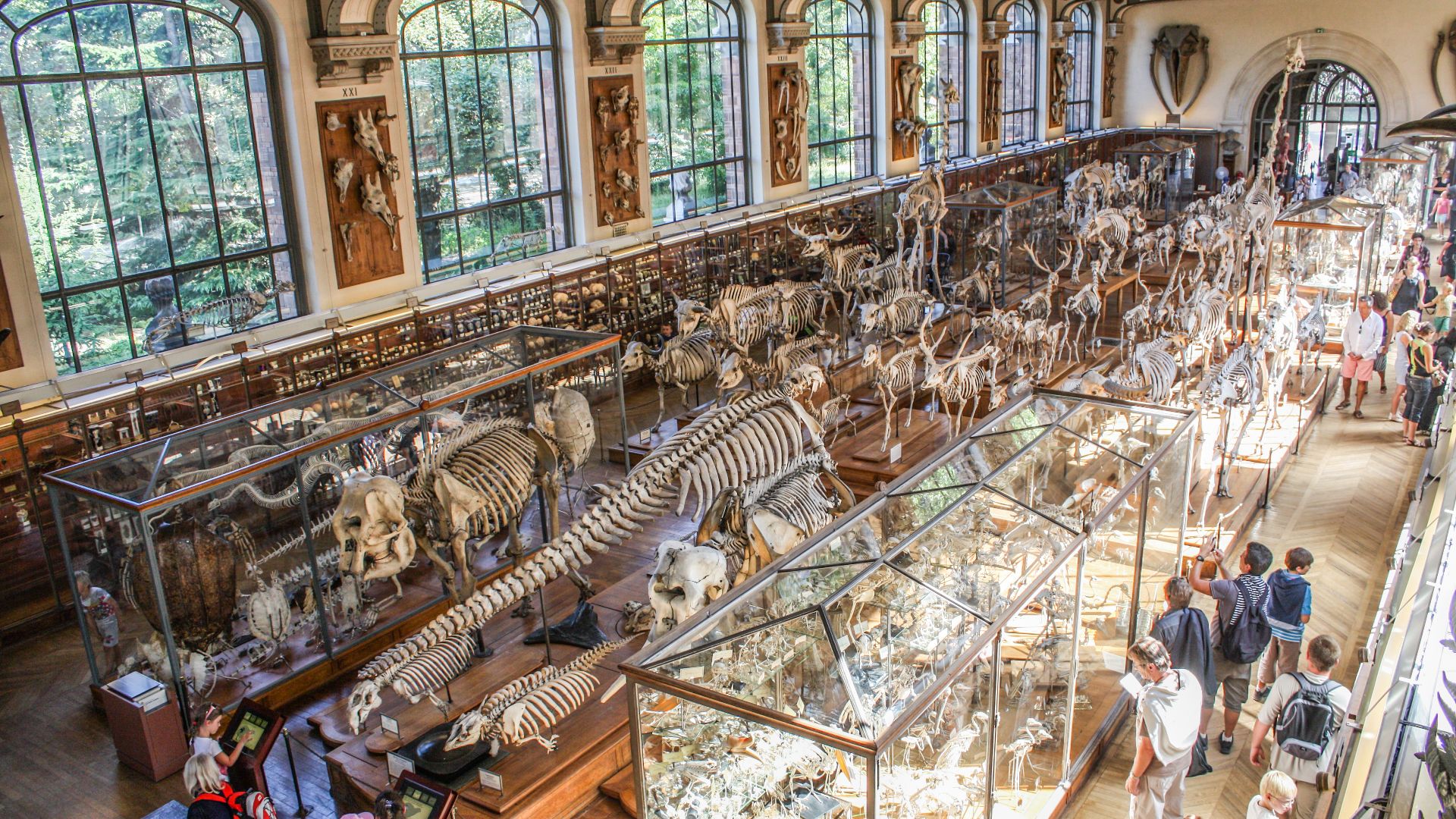 File:Museum of Natural History, Paris August 2013 004.jpg