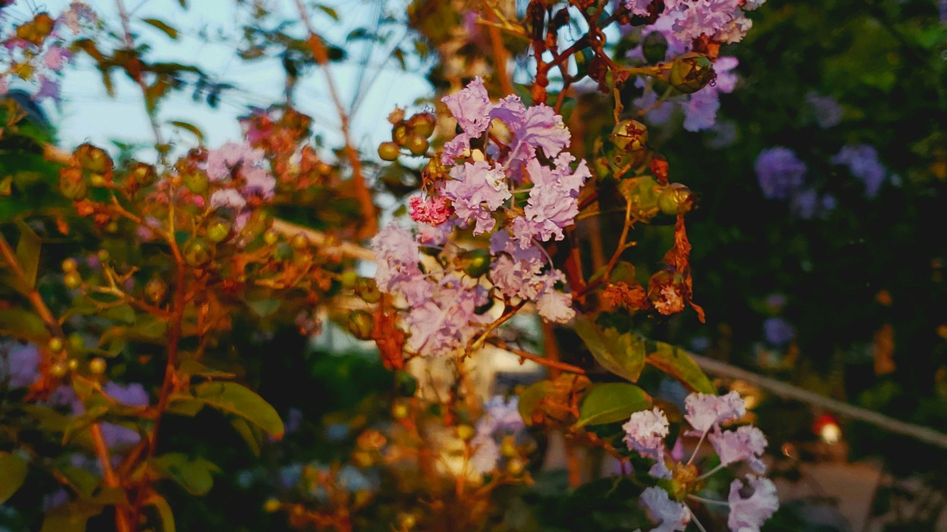 a bunch of flowers that are in the grass