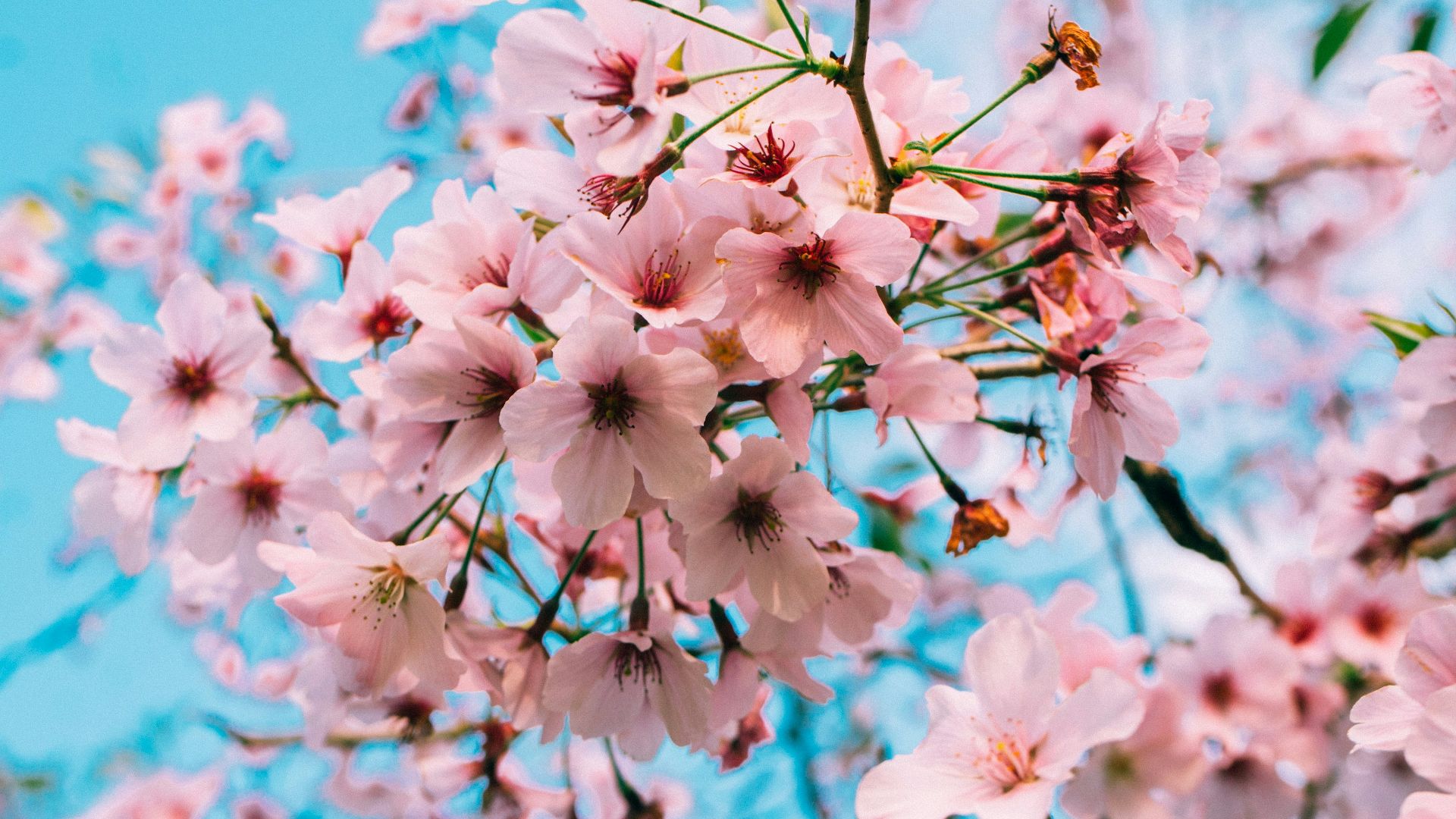 pink petaled flower bloom during daytime