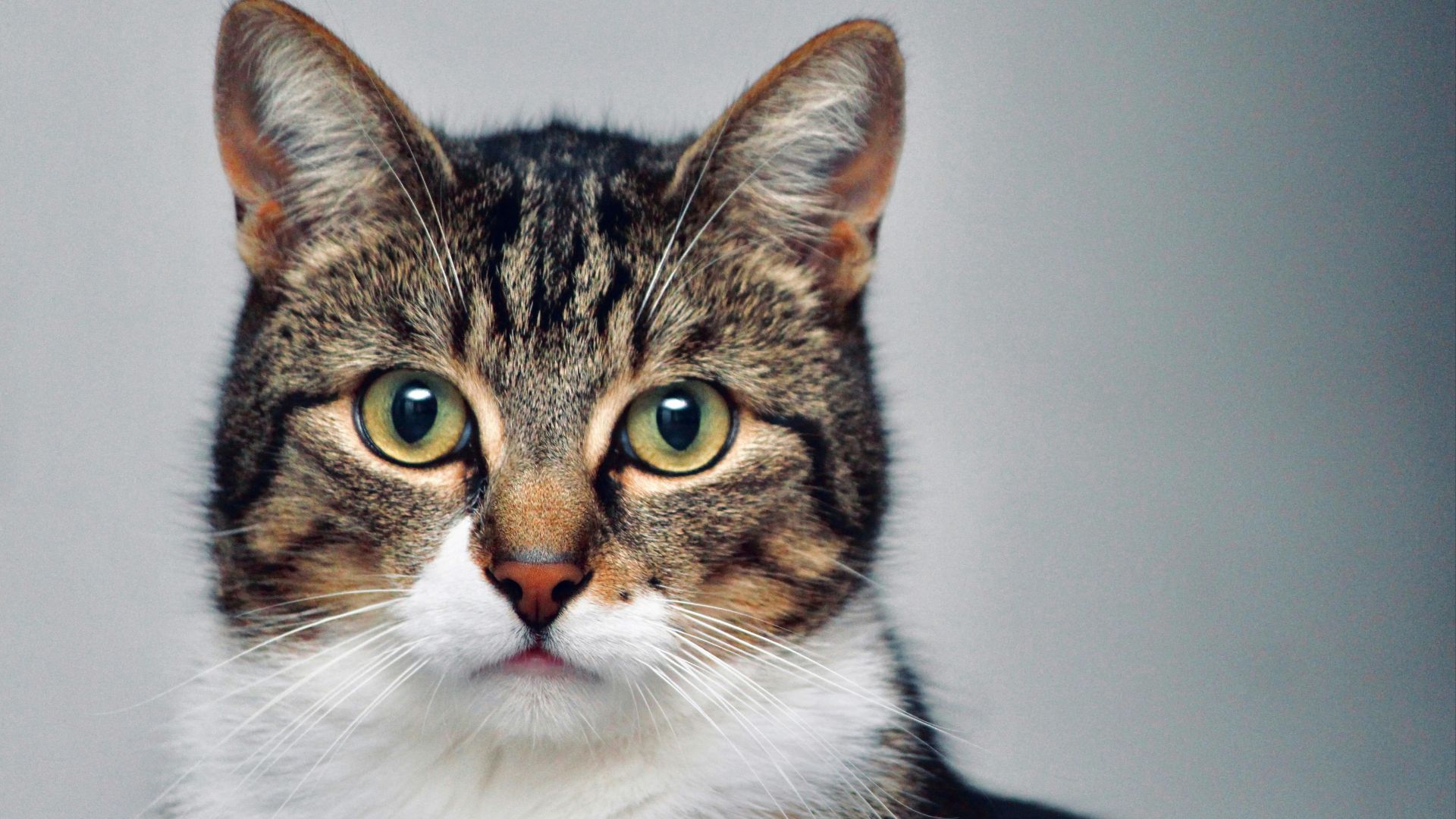 brown and white tabby cat