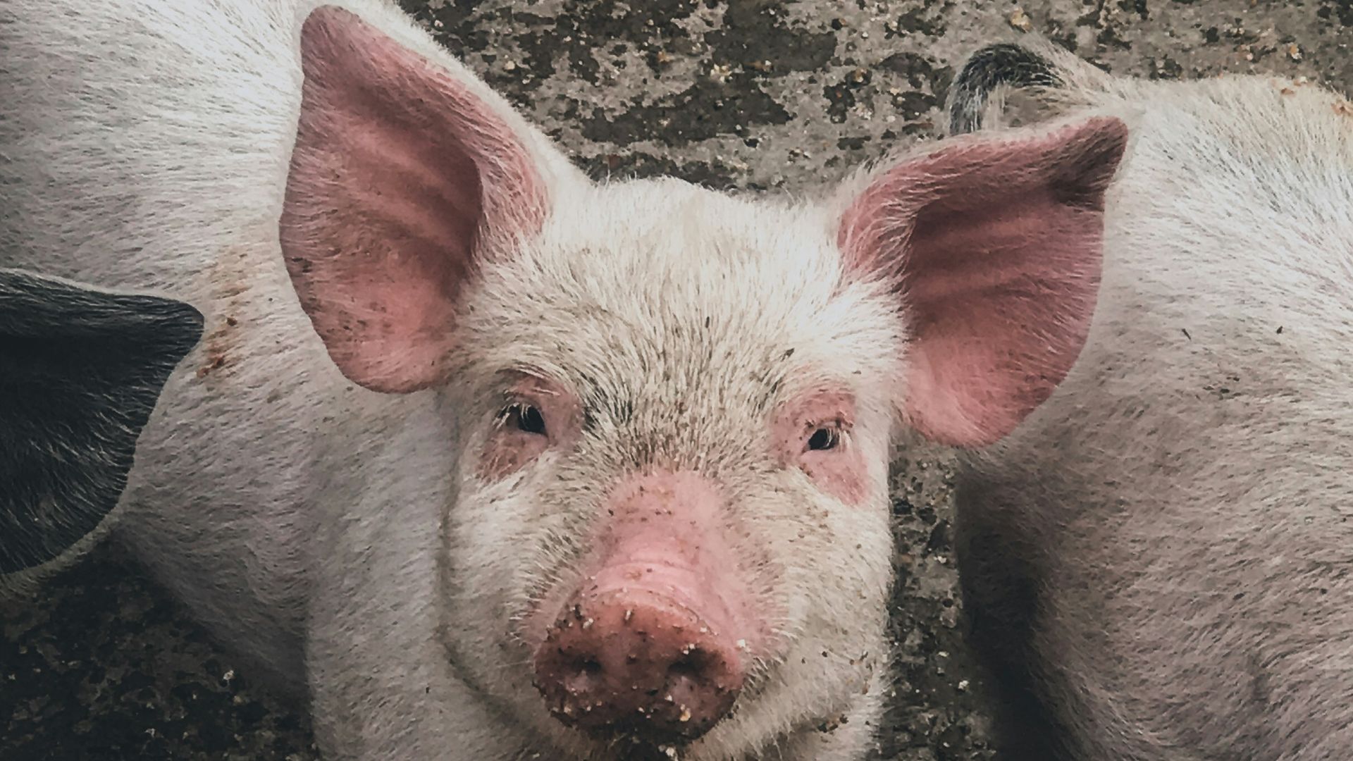 white pig on brown soil
