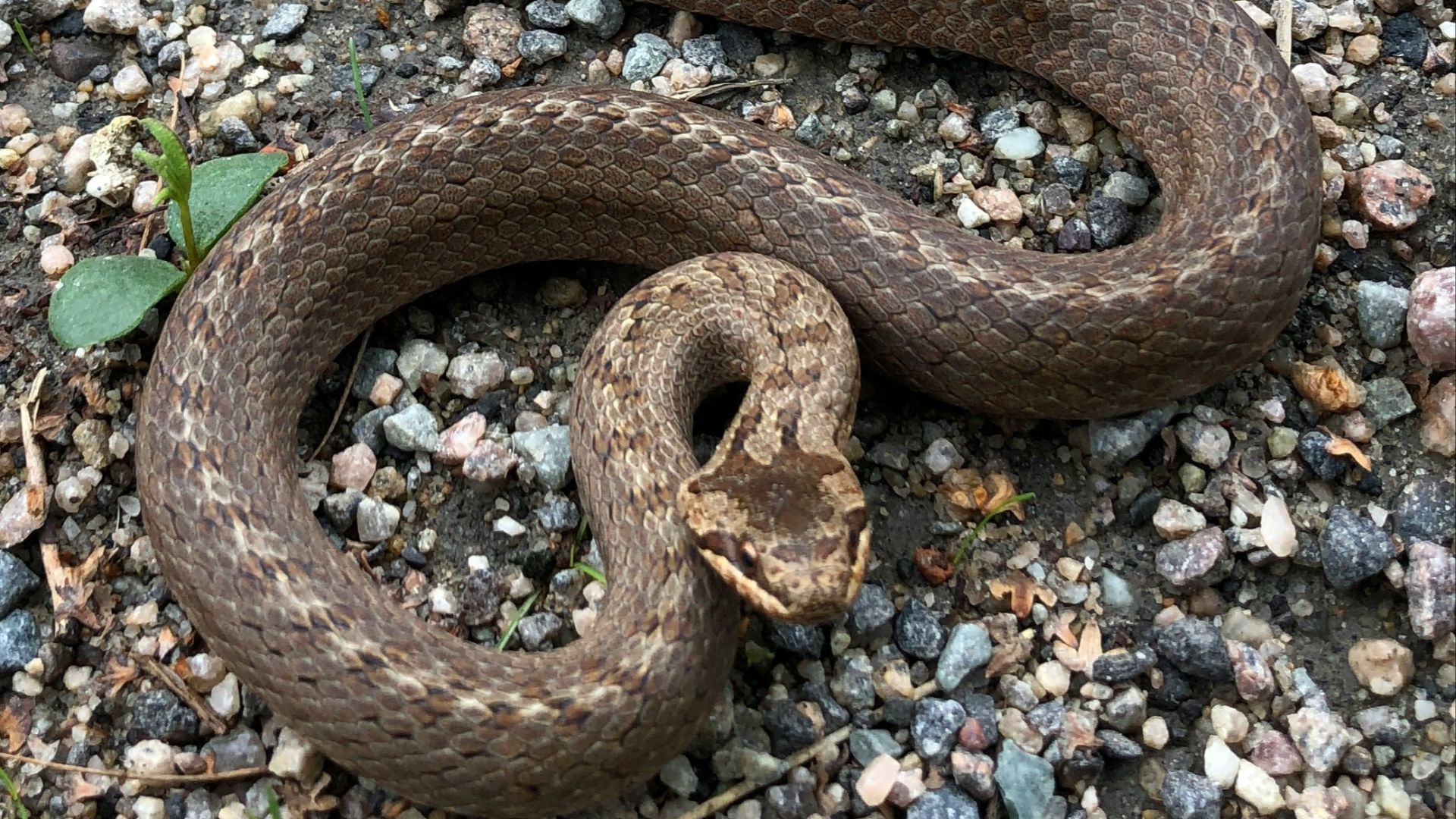 gray snake n gravel