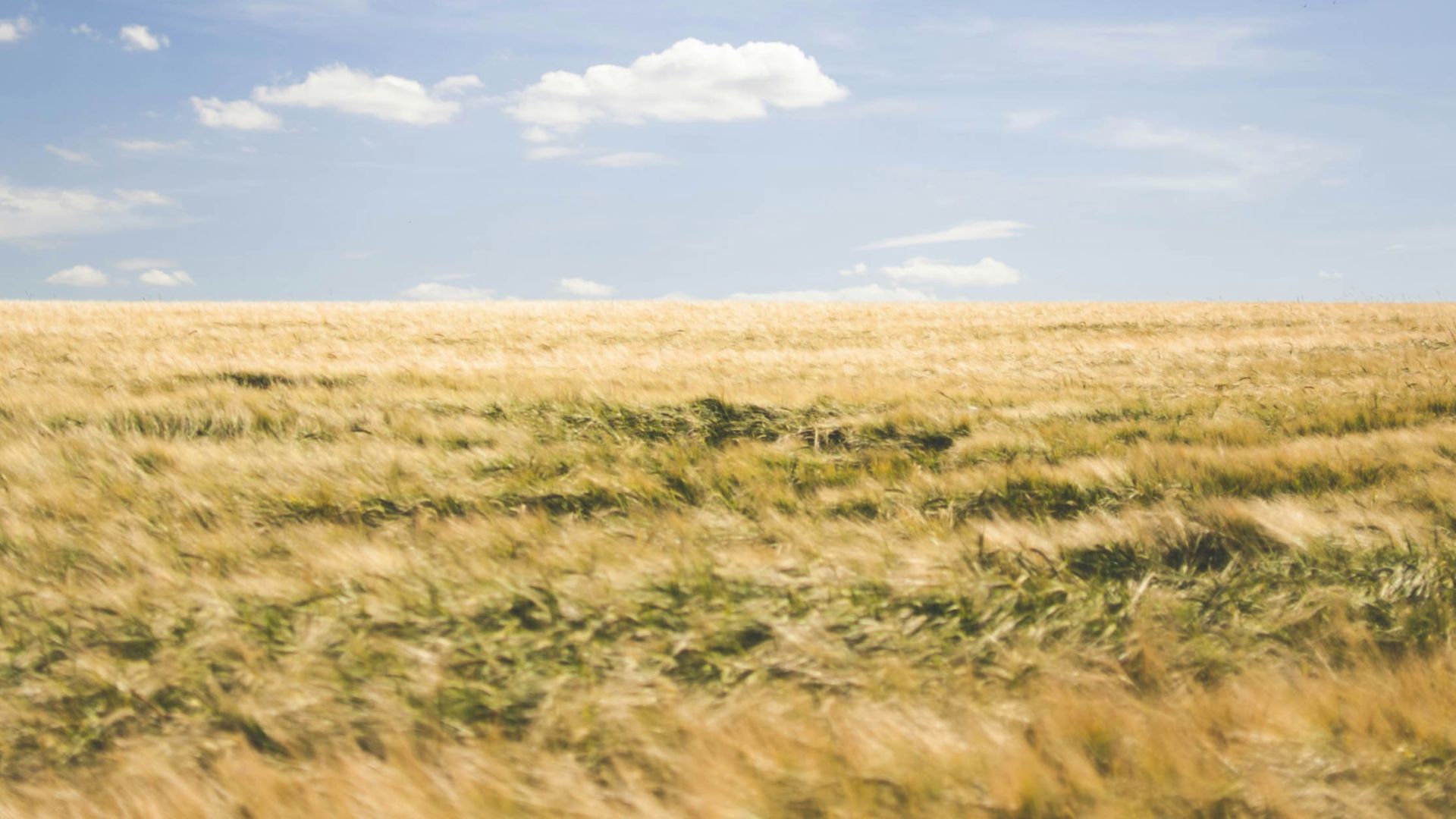 brown grasses under white clouds at daytime