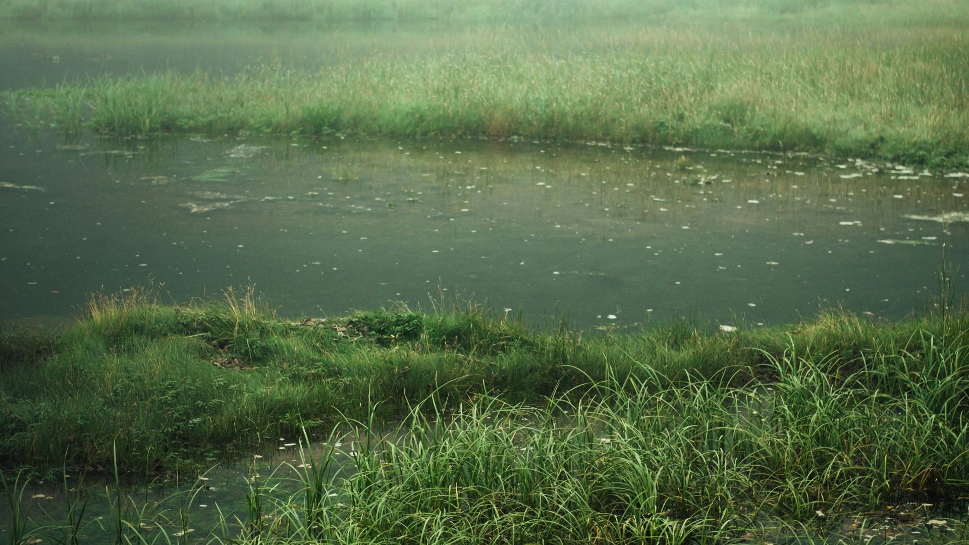 green grass near body of water during daytime