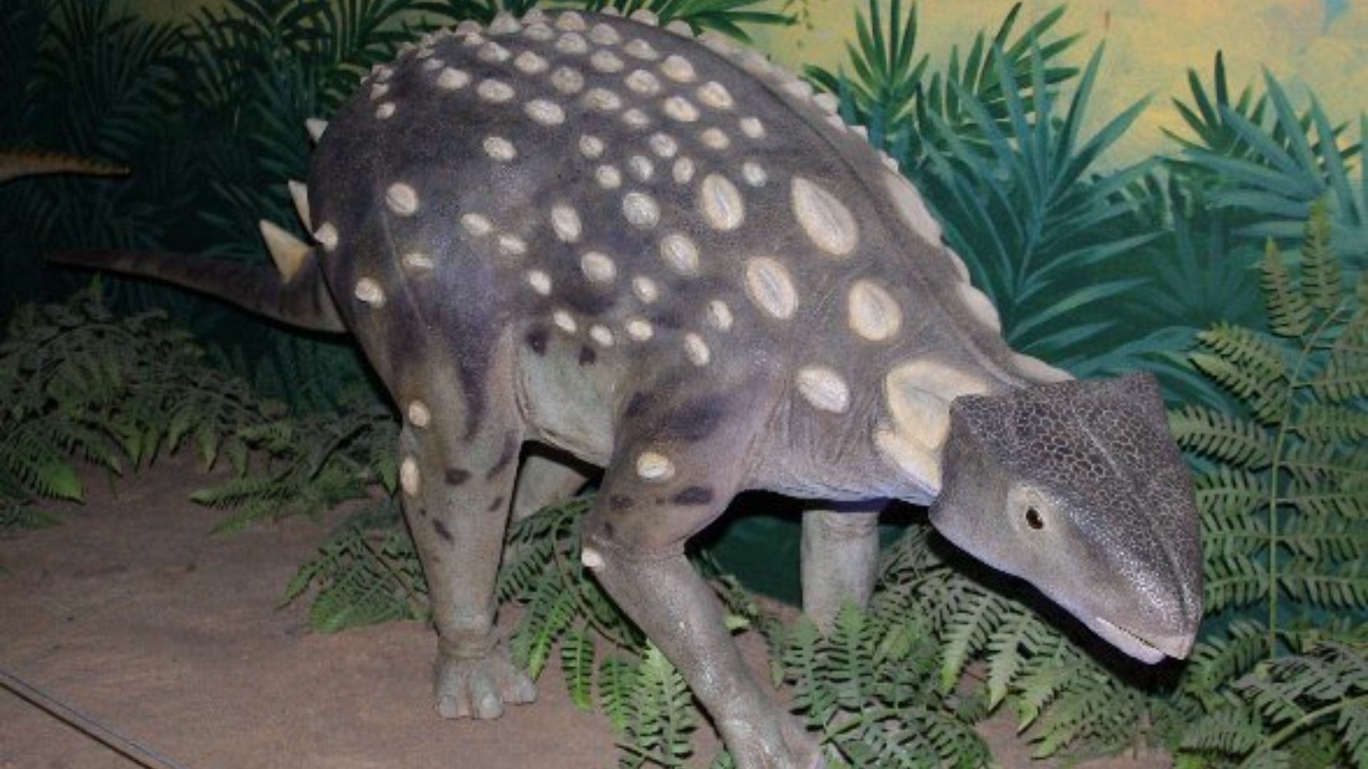 File:Minmi model Canberra email.jpg