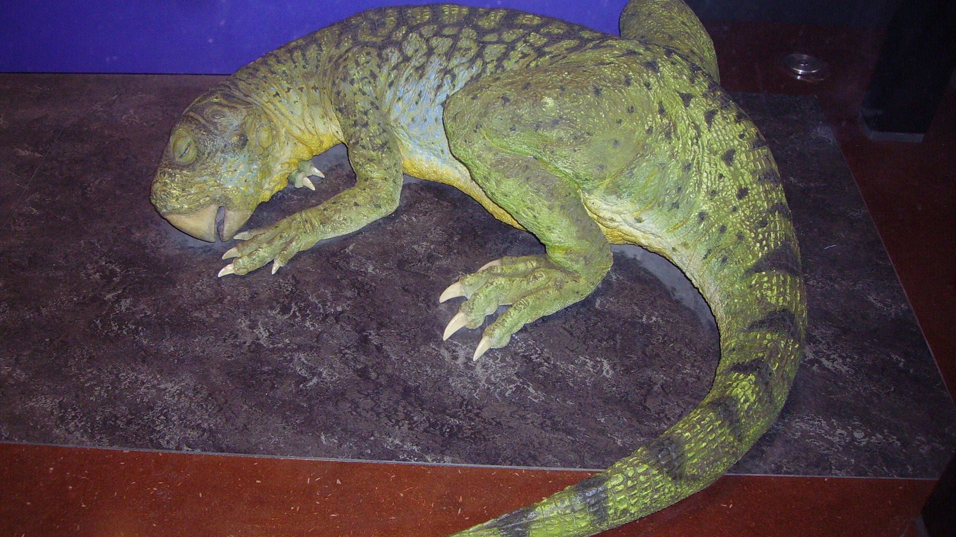 File:Psittacosaurus NHM.JPG