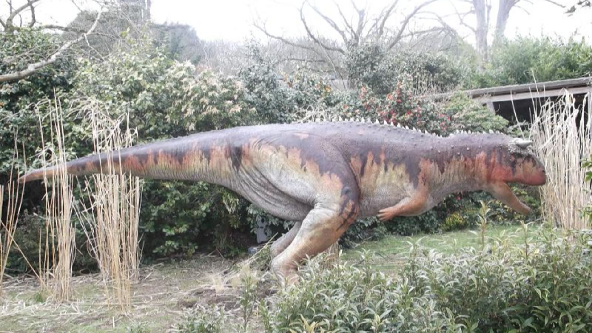 File:Dino - Carnotaurus - 1.jpg