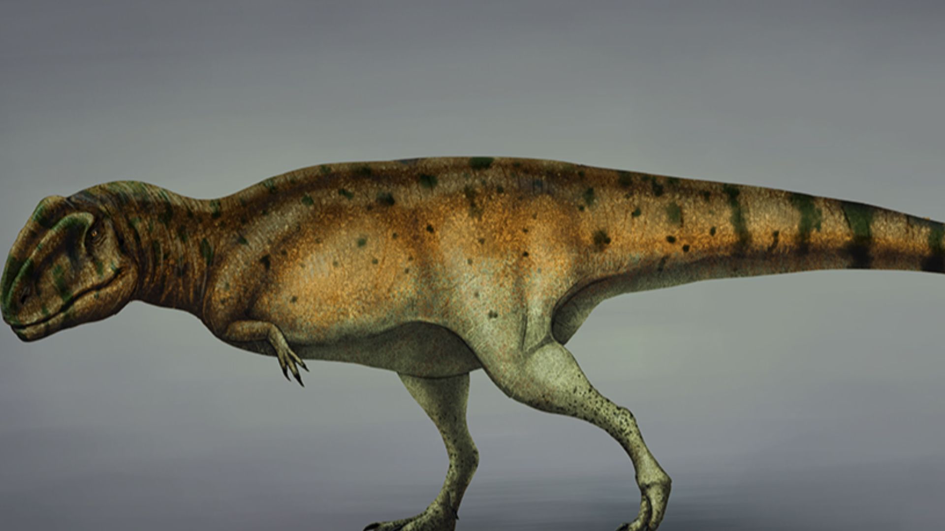 File:Mapusaurus reconstruction.jpg