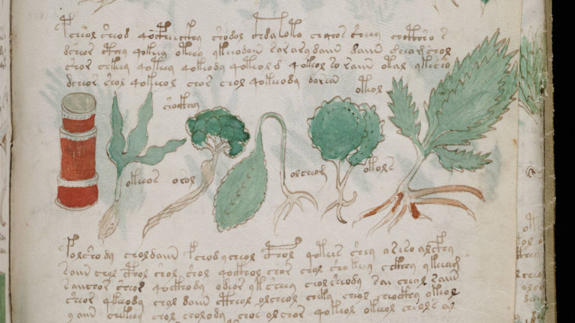 File:Voynich Manuscript (177).jpg