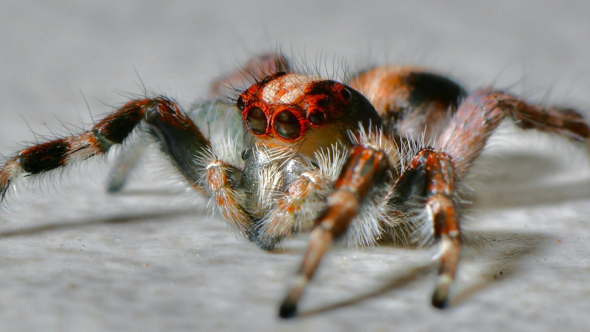 brown and black jumping spider on grey concrete floor