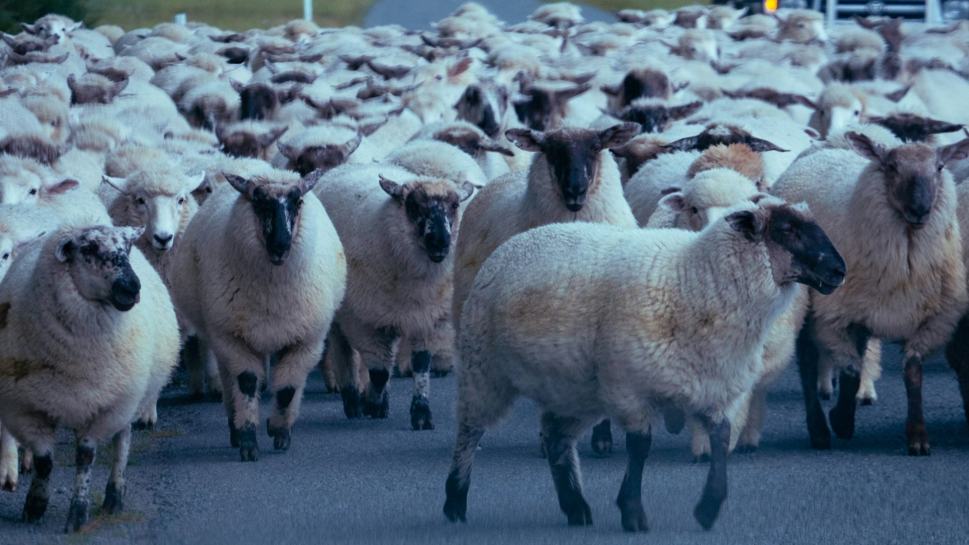 a large herd of sheep walking down a road