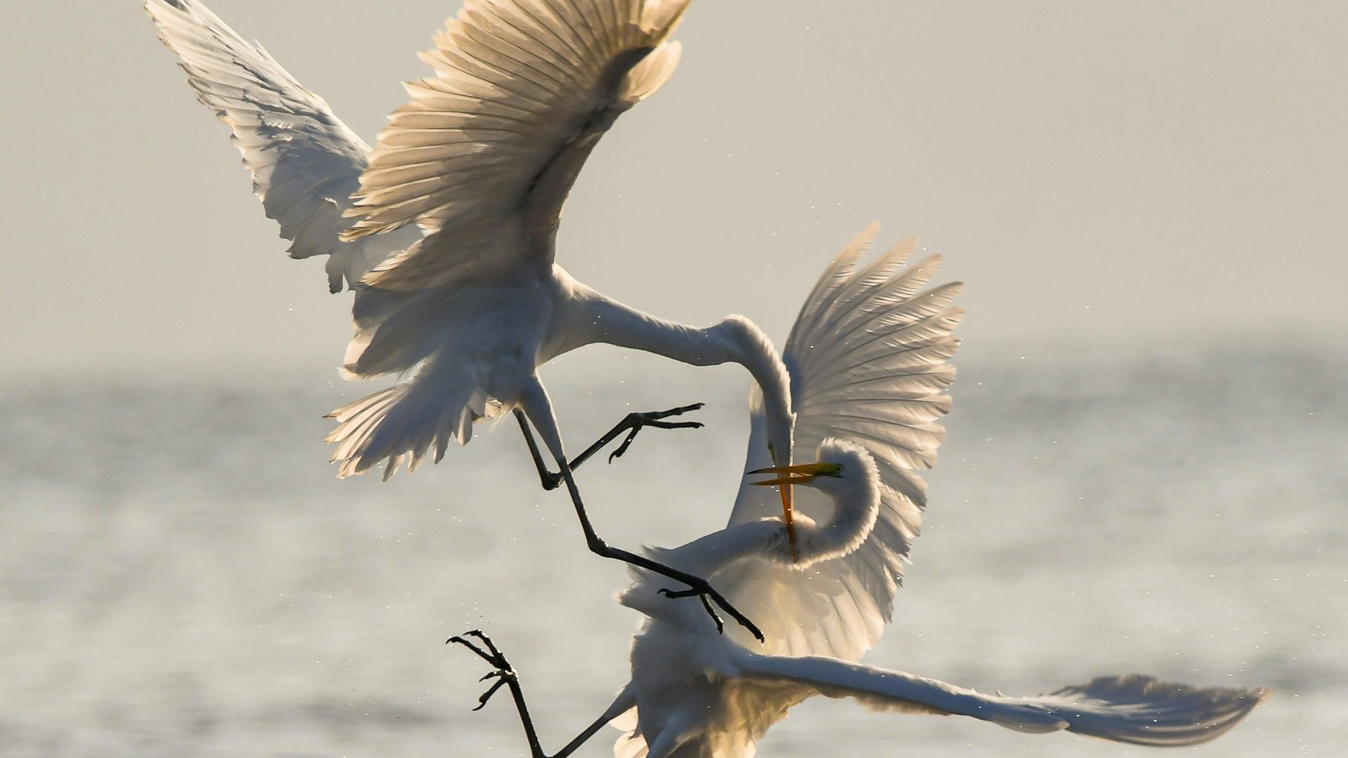 two crane fighting while flying