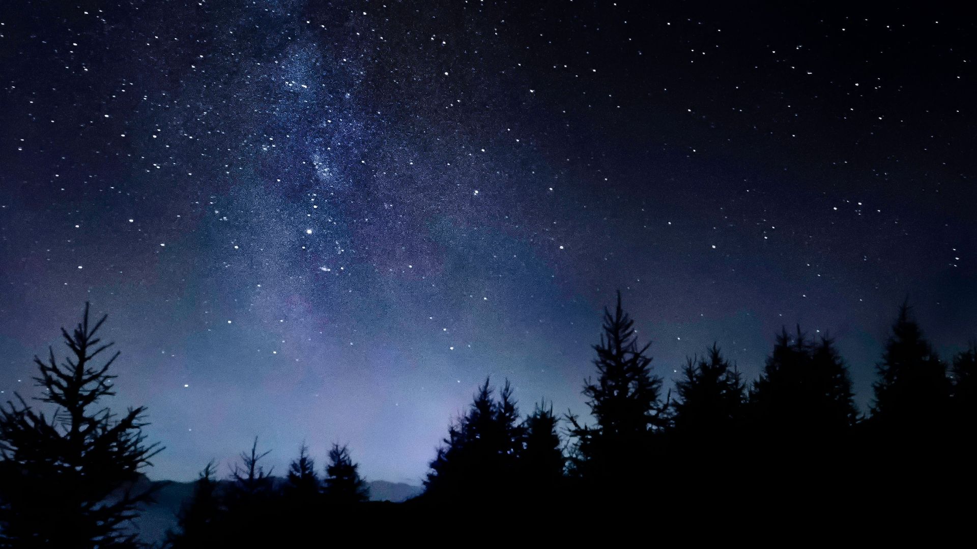 pine trees under starry sky