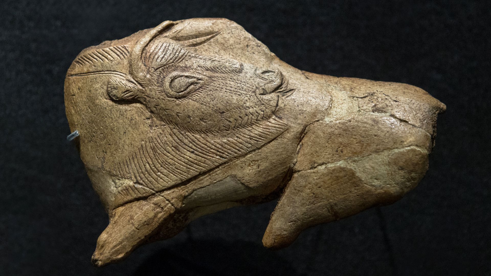 File:Abri de La Madeleine Bison.jpg