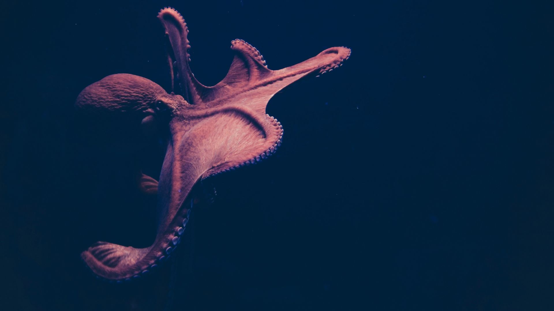 brown octopus on black surface