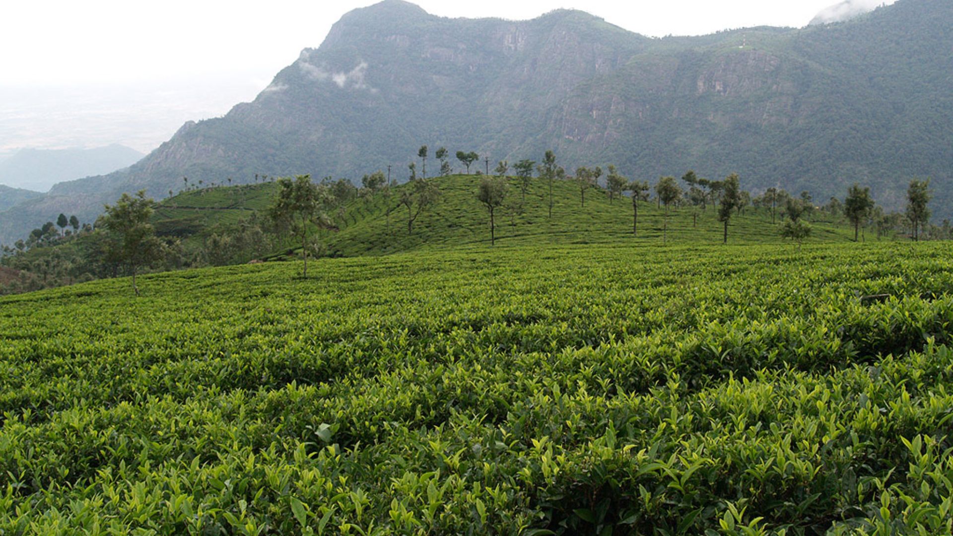 File:Ooty Coffee Plantation.jpg