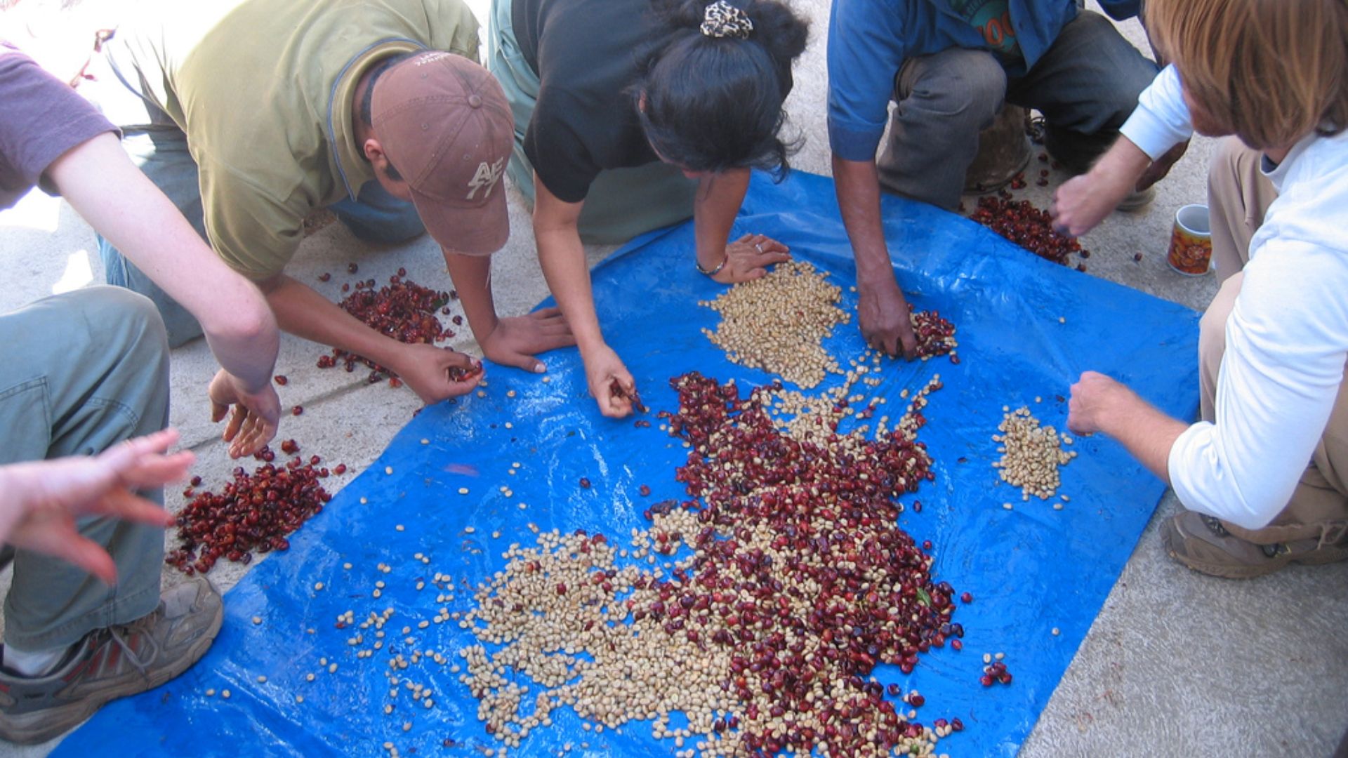File:Coffee beans being sorted and pulped.jpg