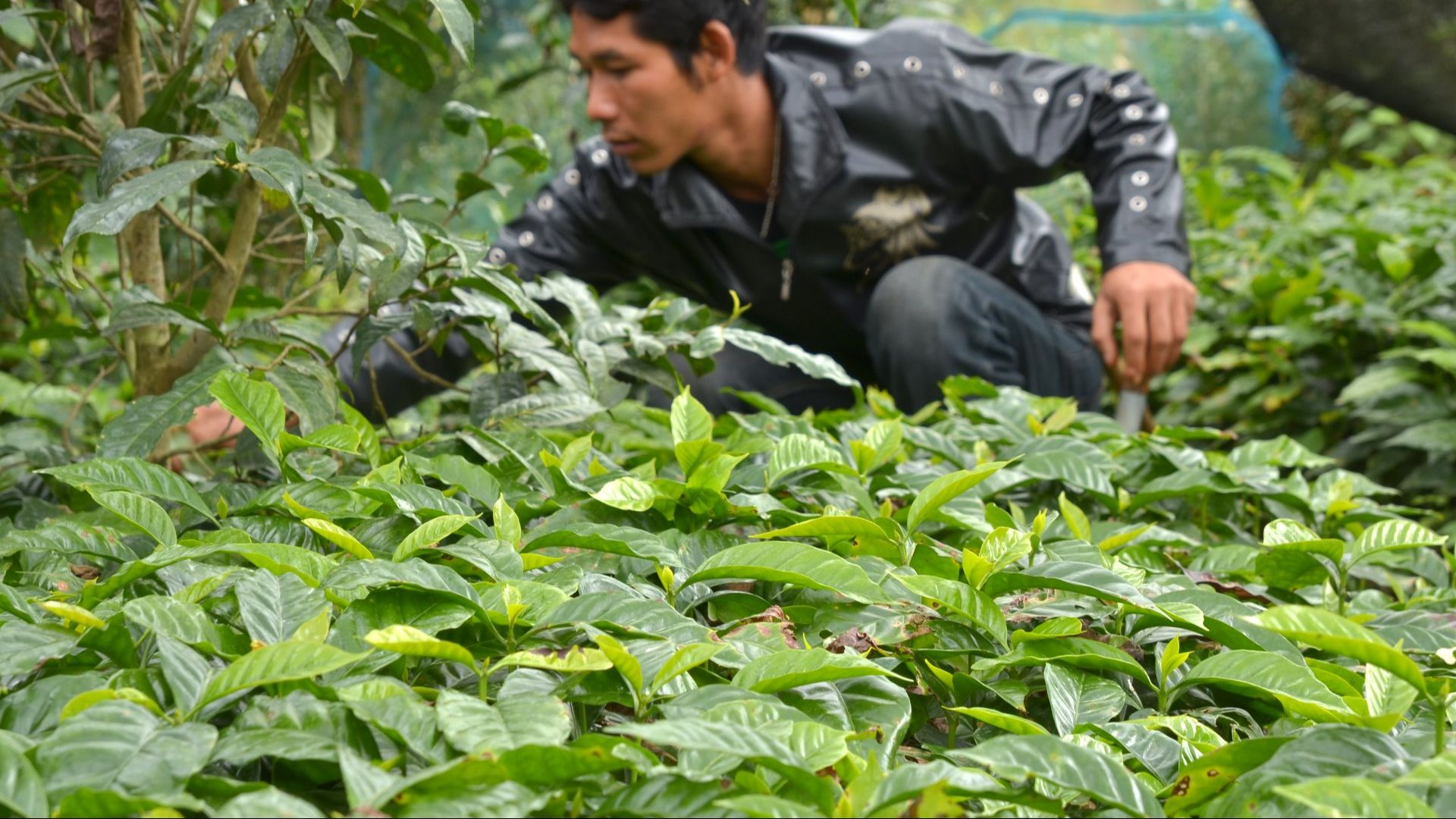 File:Maejantai Chiang Rai province 04.JPG