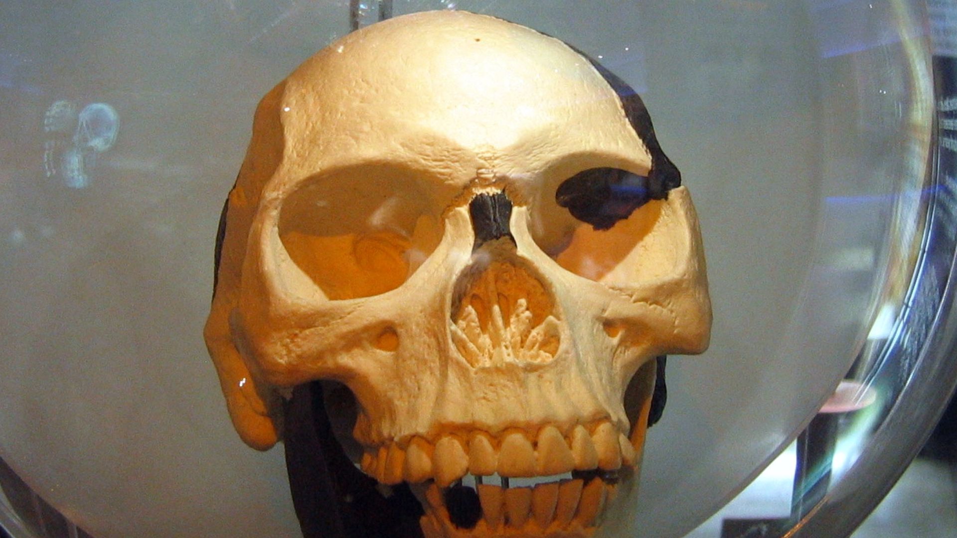 File:Sterkfontein Piltdown man2.jpg