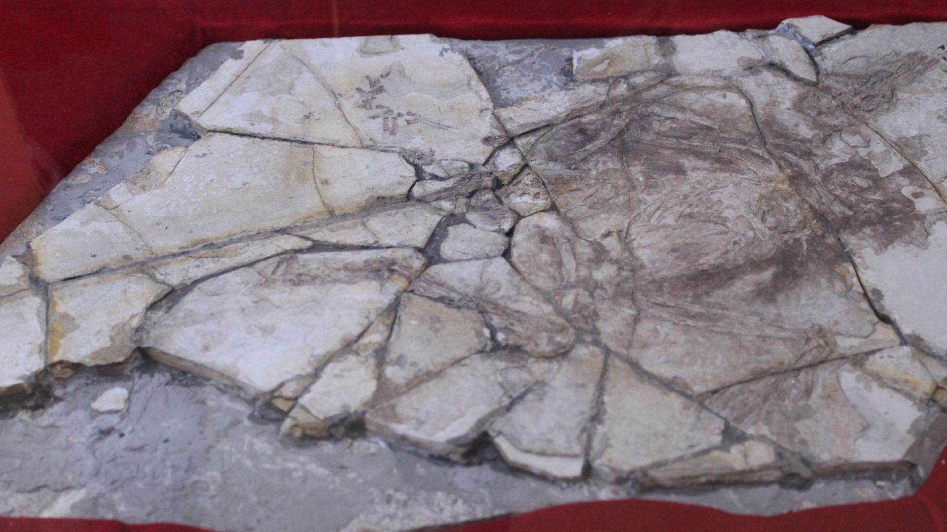 File:Archaeoraptor-Paleozoological Museum of China.jpg