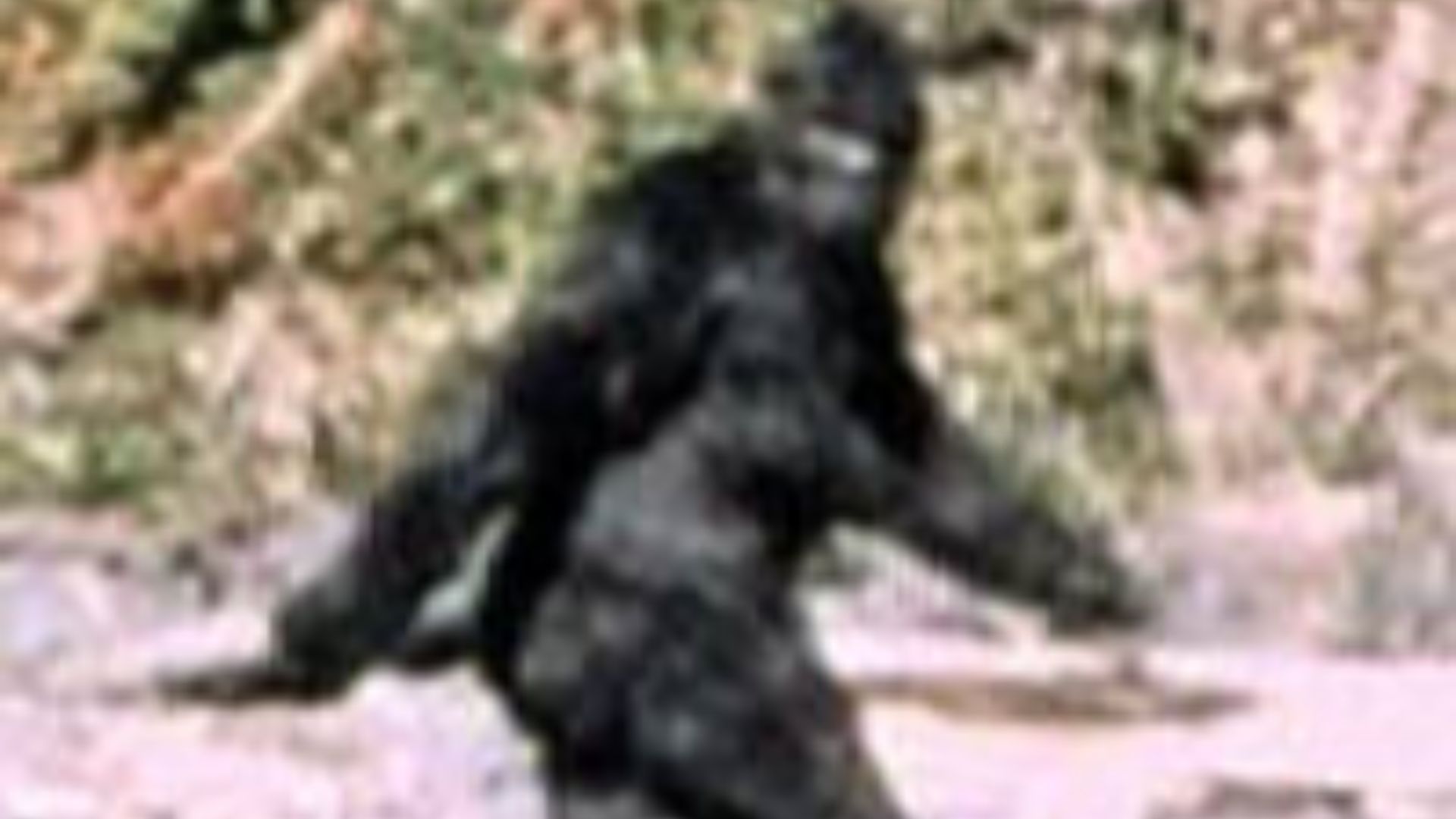 File:Patterson Gimlin Bigfoot (cropped).jpg
