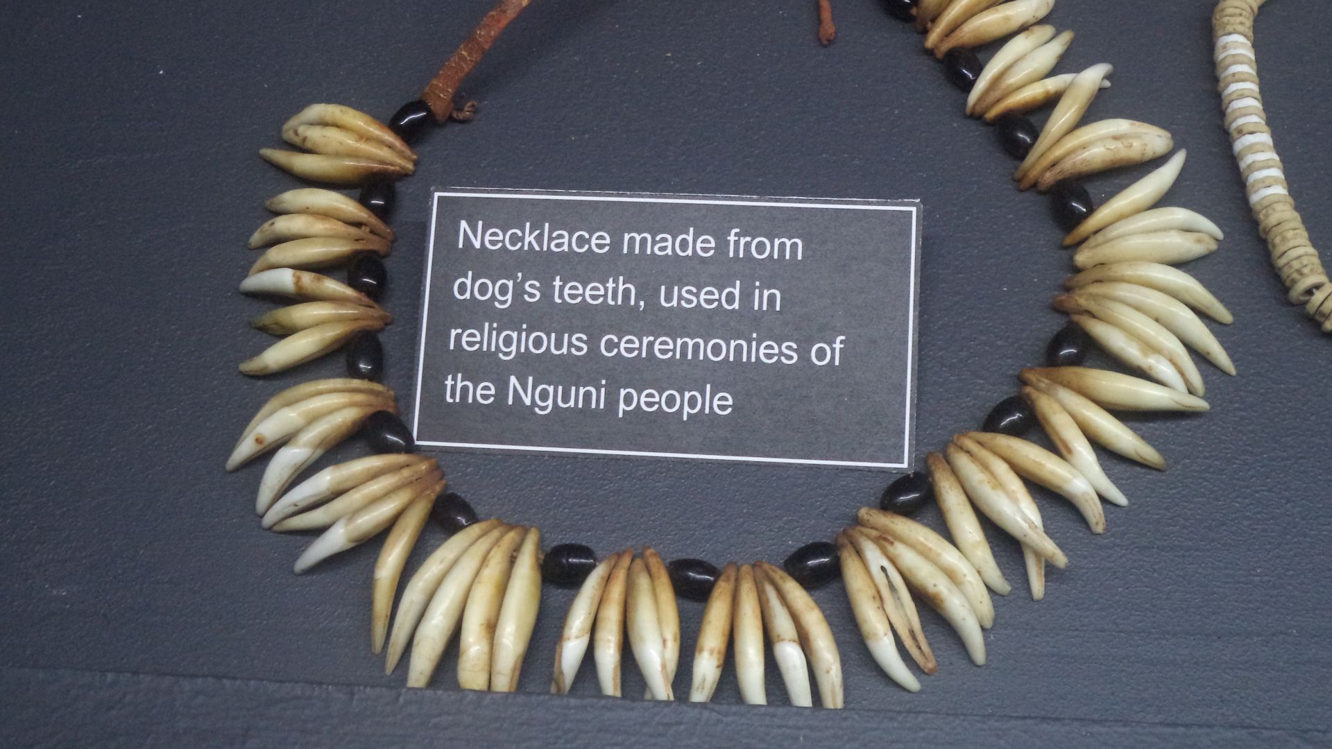 File:Nguni dog teeth necklace - Museum of Gems and Jewellery.jpg
